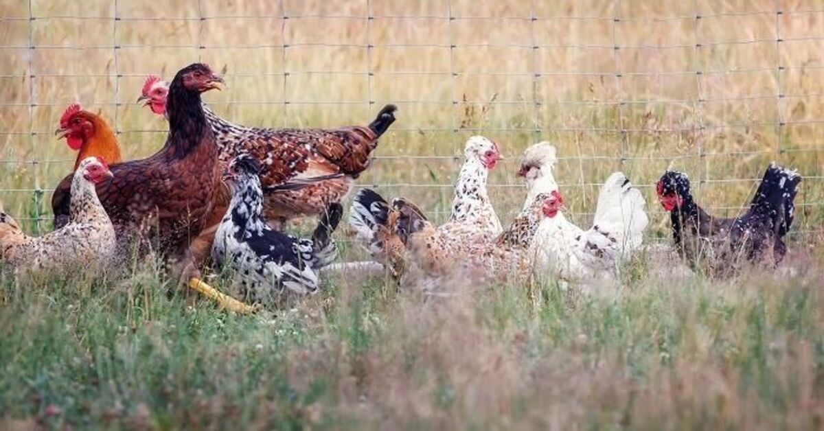 ABD’de kuş gribine bağlı ilk can kaybı